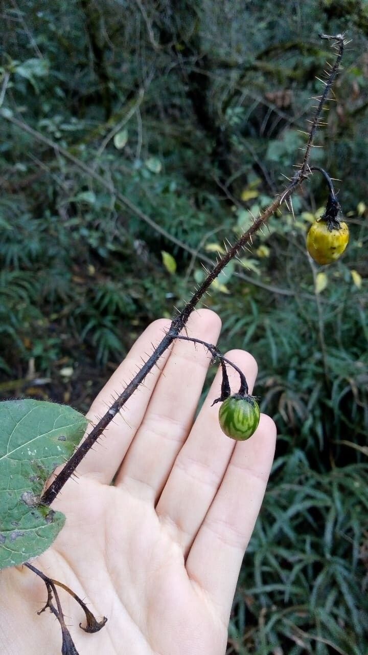 Solanum aridum fruit