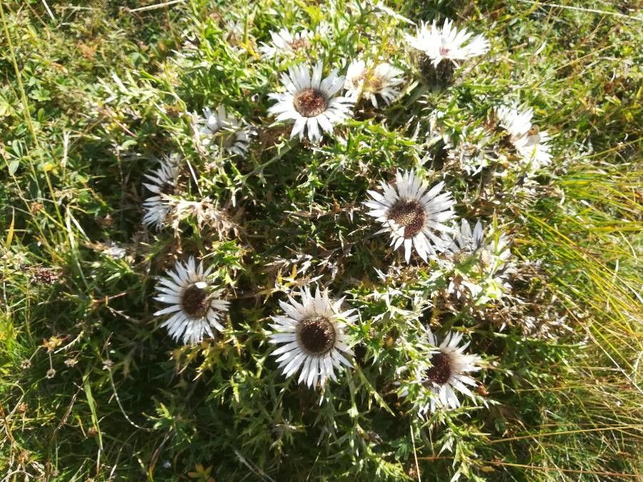Carlina acaulis flower