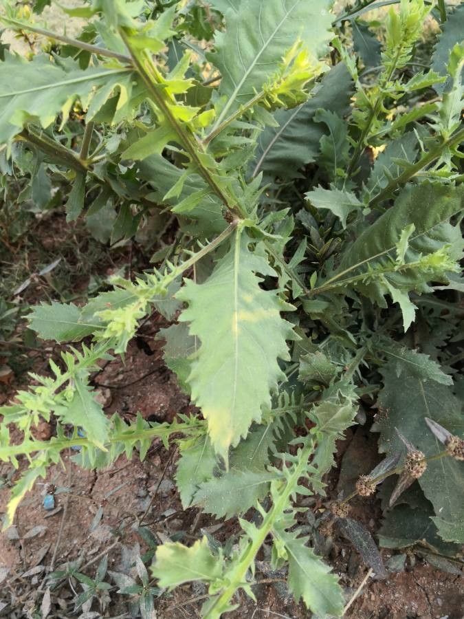 Laggera crispata leaf