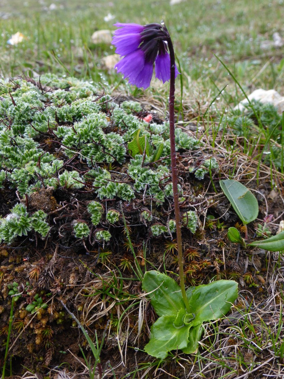 Primula amethystina — houseplant care guide