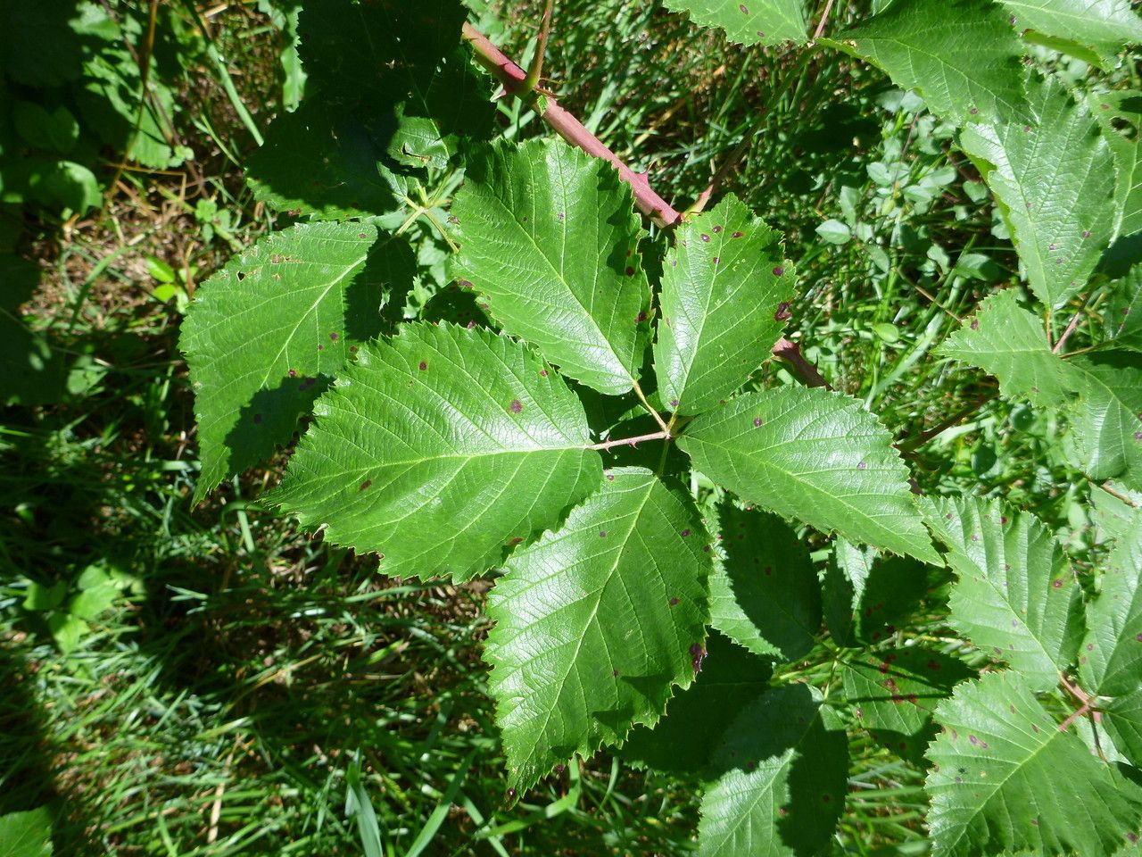 Rubus pericrispatus — houseplant care guide