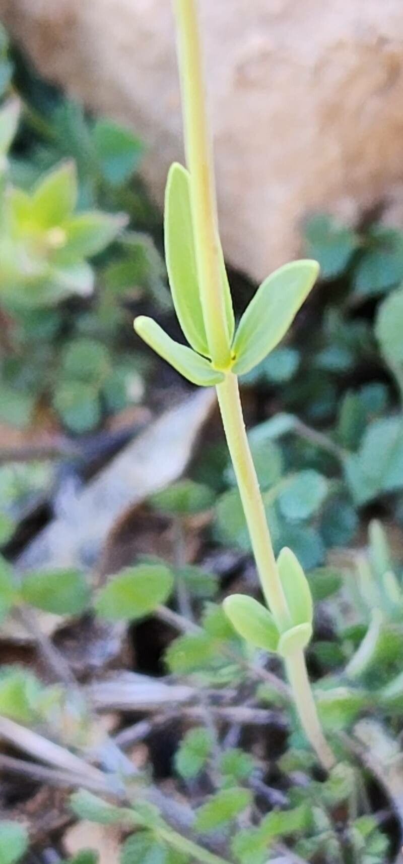Linaria micrantha — search result for 'Linaria'