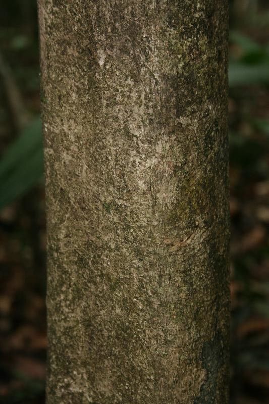 Sloanea garckeana bark
