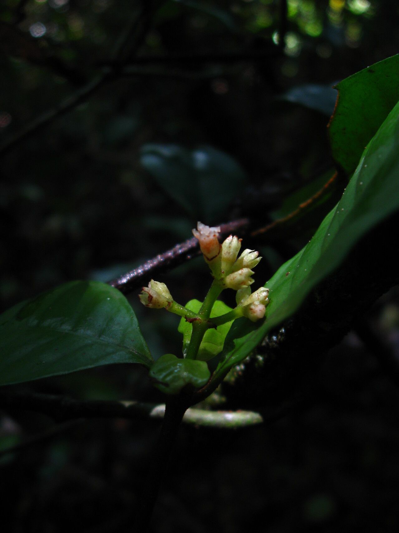 Psychotria brieyi — houseplant care guide