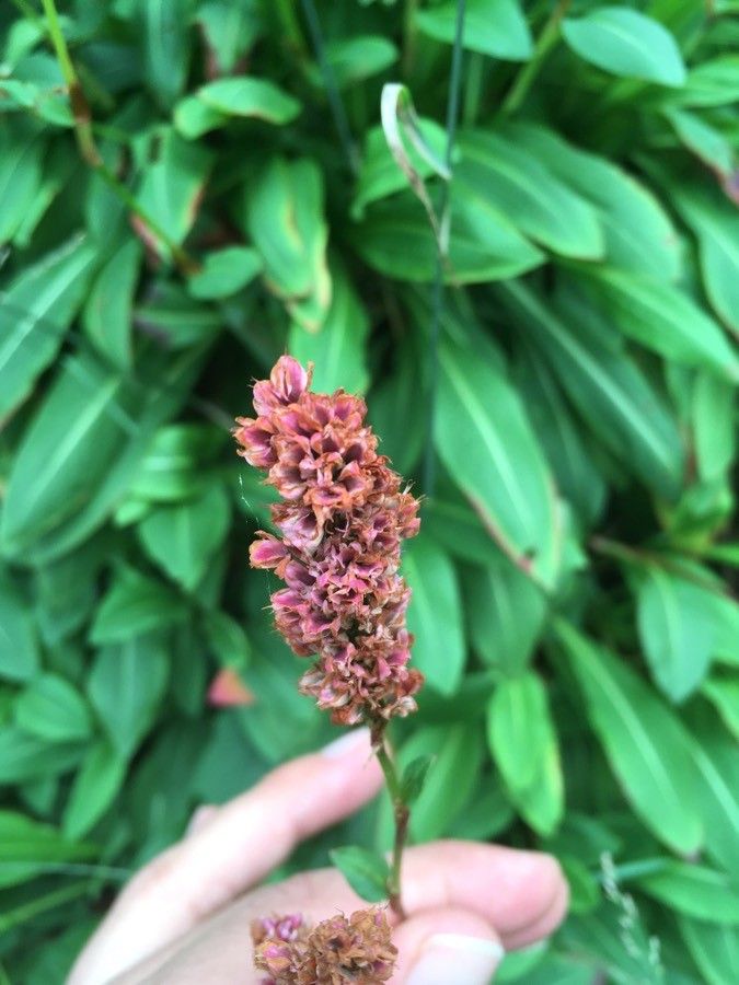 Bistorta officinalis fruit