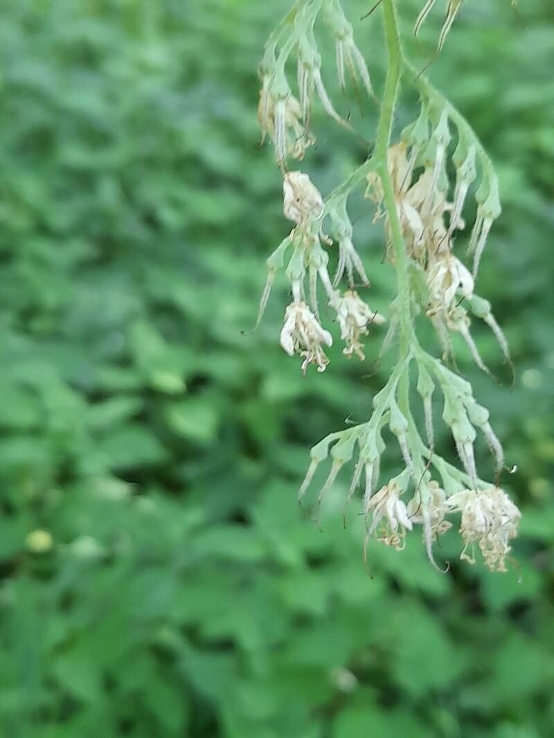 Pterostyrax hispidus flower