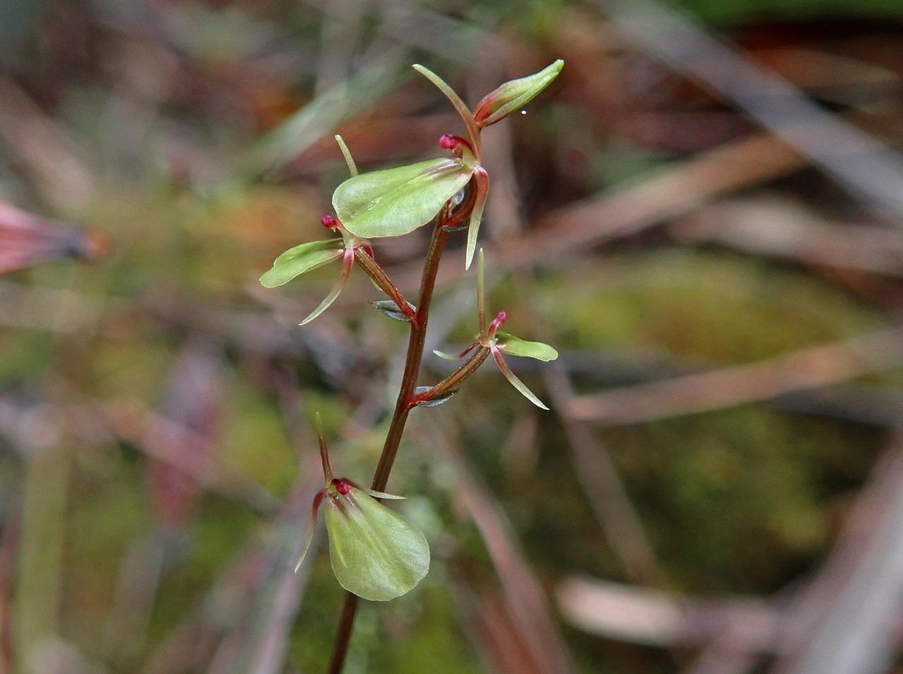 Acianthus confusus flower