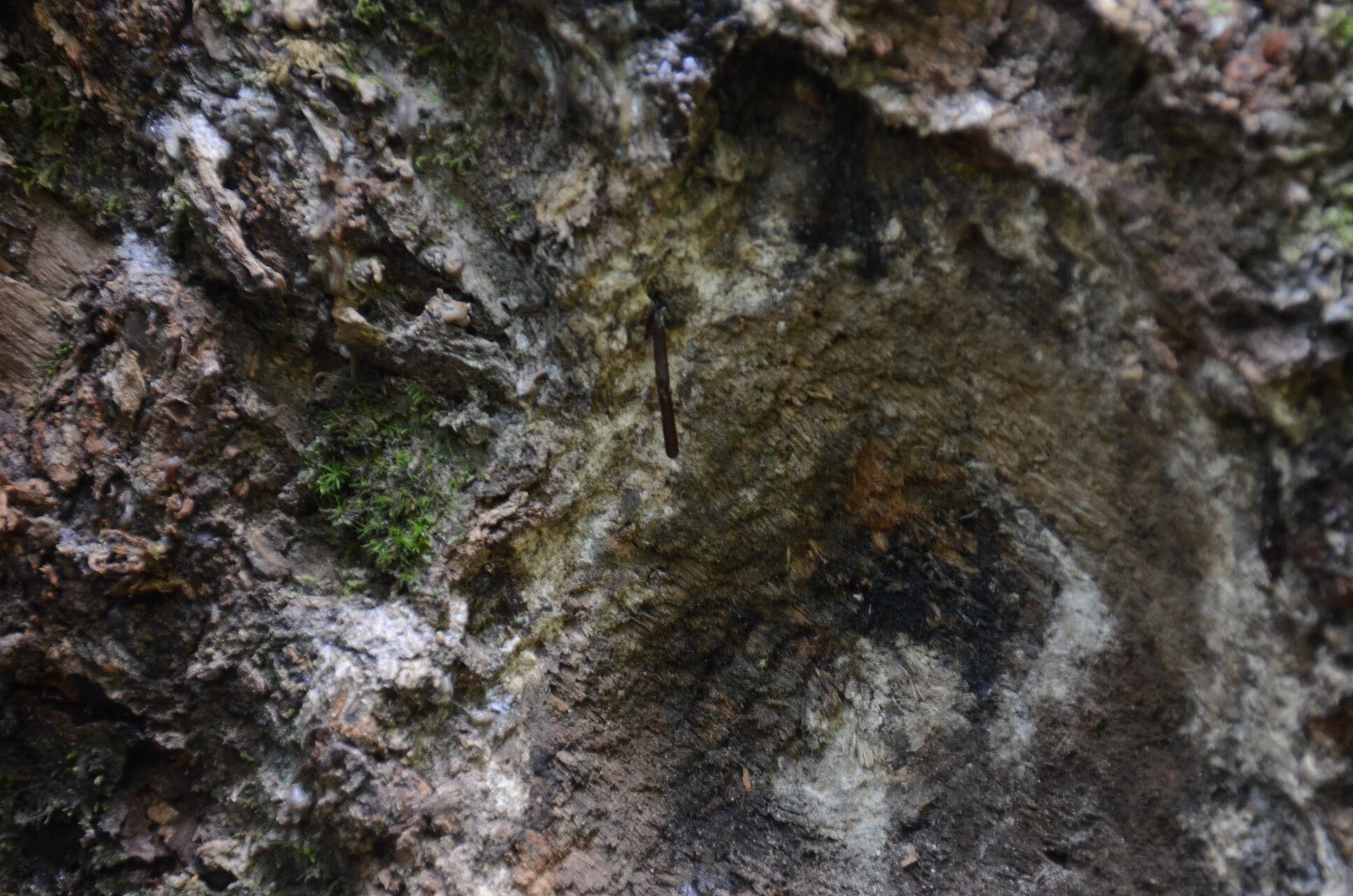 Canarium decumanum bark