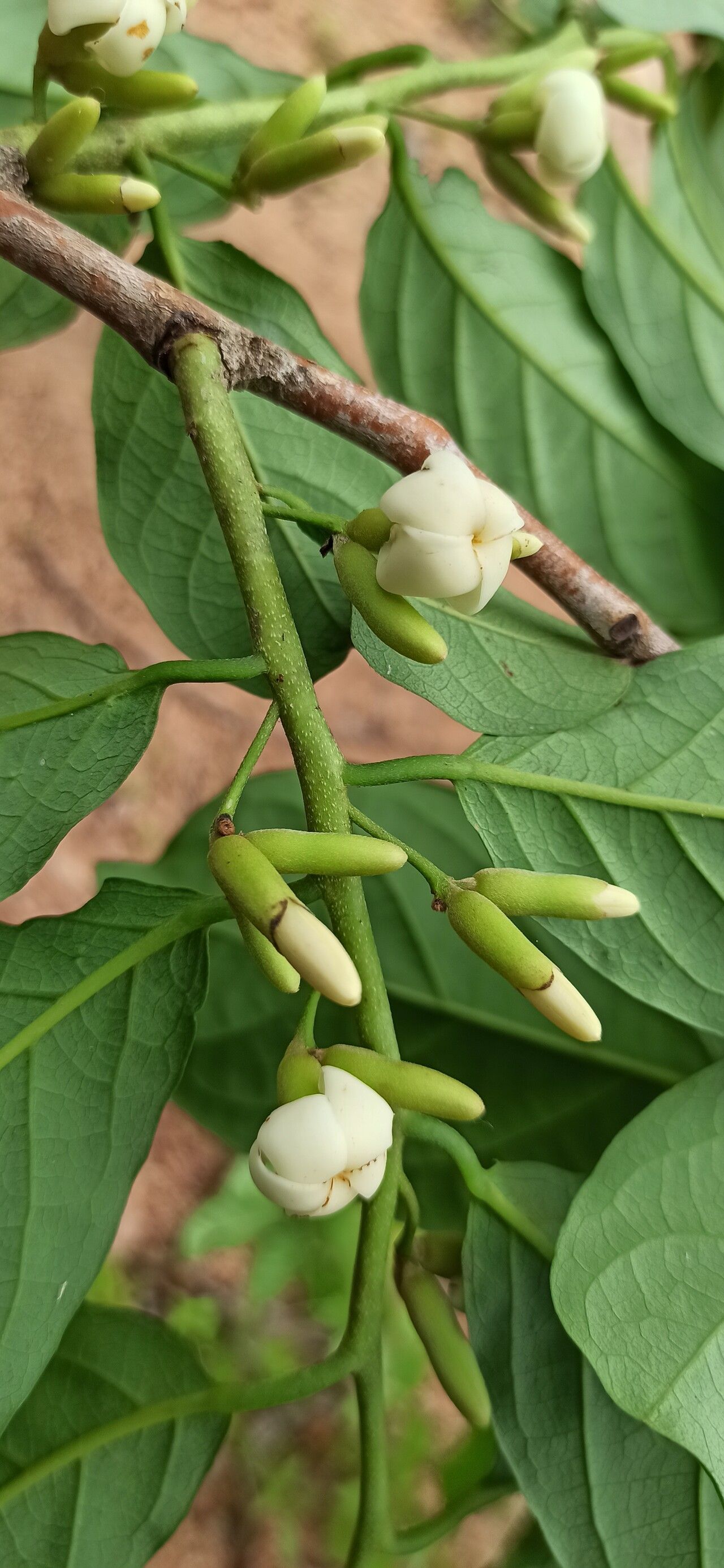 Diospyros monbuttensis flower