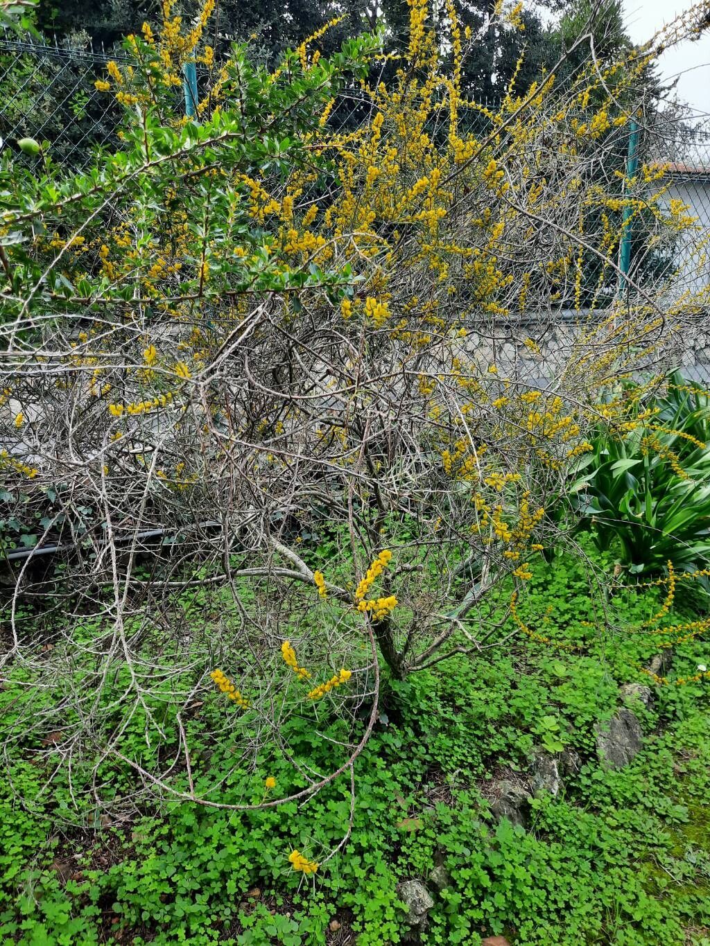 Acacia colletioides habit