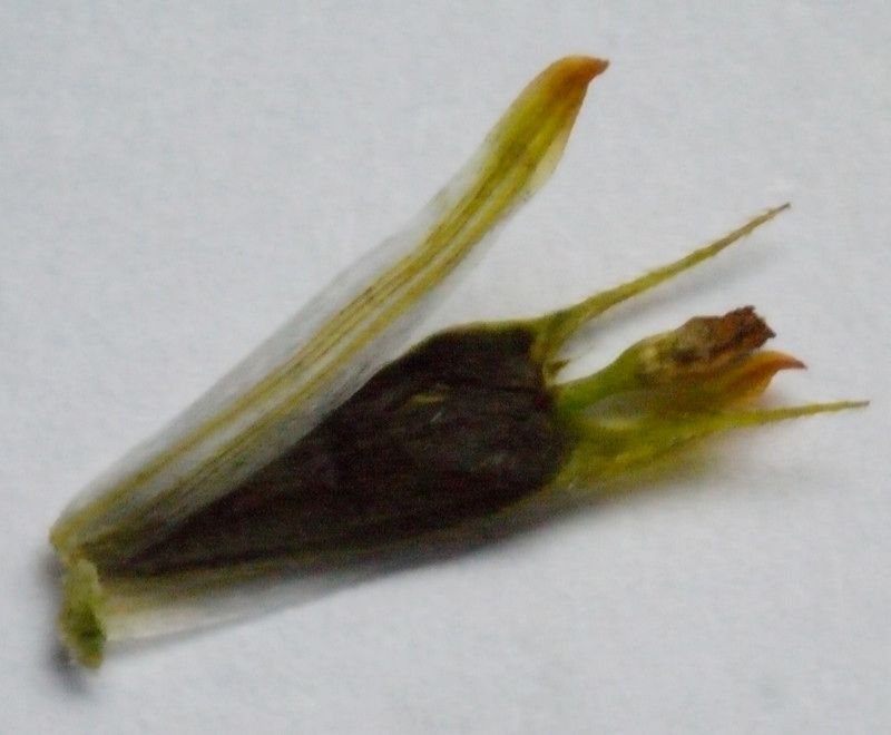 Bidens radiata other