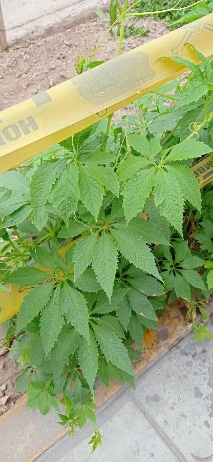 Cyclanthera pedata leaf