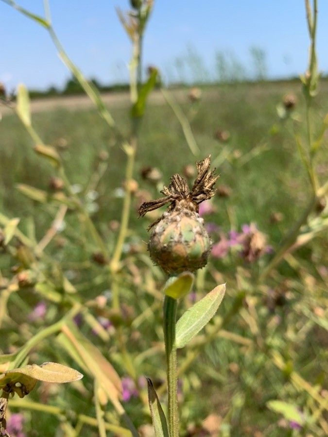 Centaurea napifolia fruit