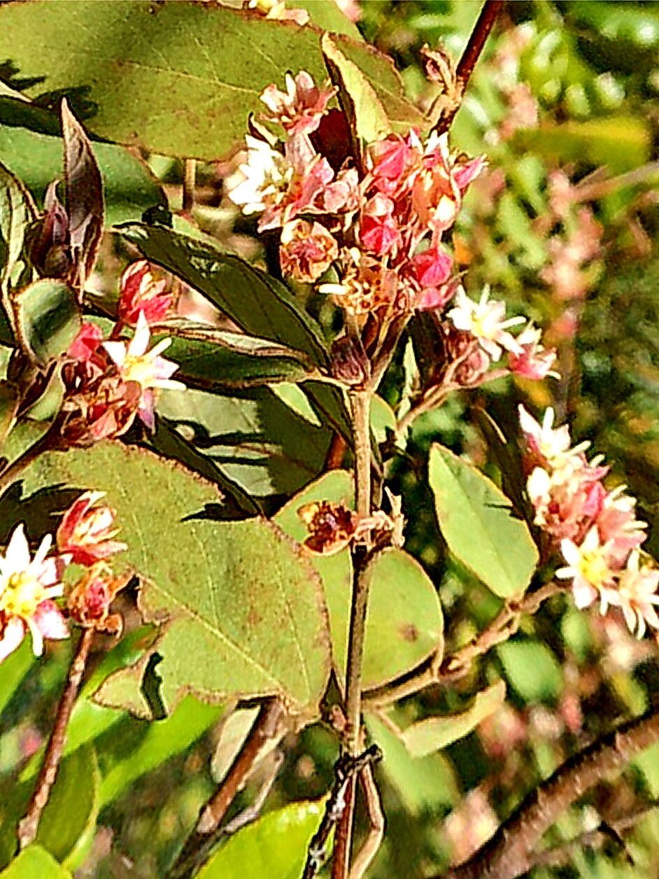 Commersonia madagascariensis — related species from the same genus