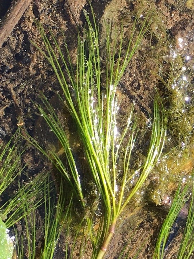 Ranunculus fluitans — houseplant care guide