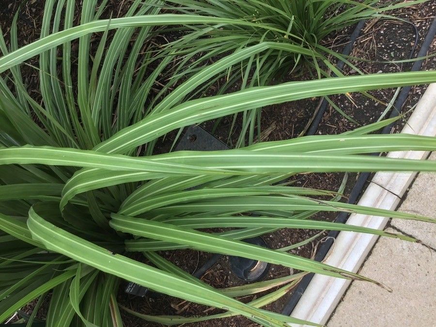 Astelia fragrans habit