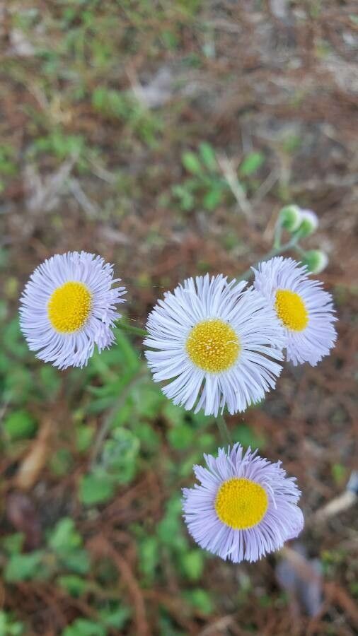 Erigeron formosissimus flower