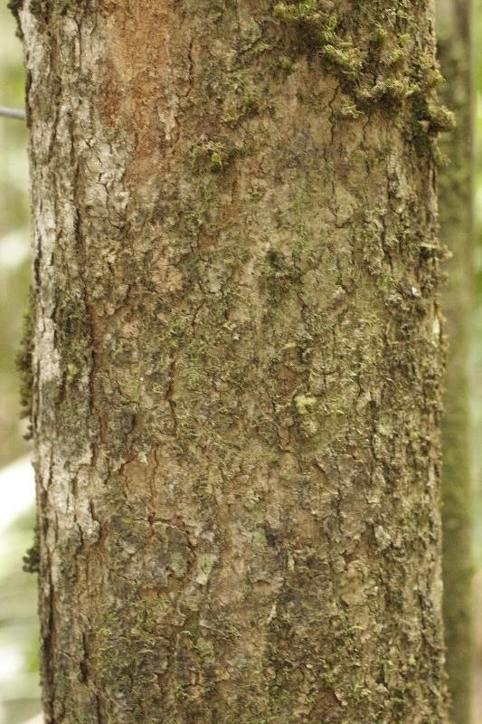 Platonia insignis bark