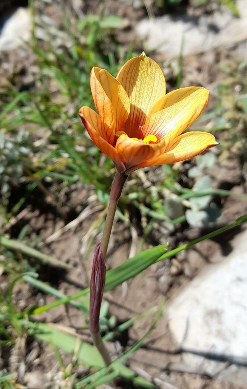 Habranthus tubispathus habit
