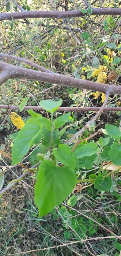 Cynanchum insipidum — search result for 'Cynanchum'