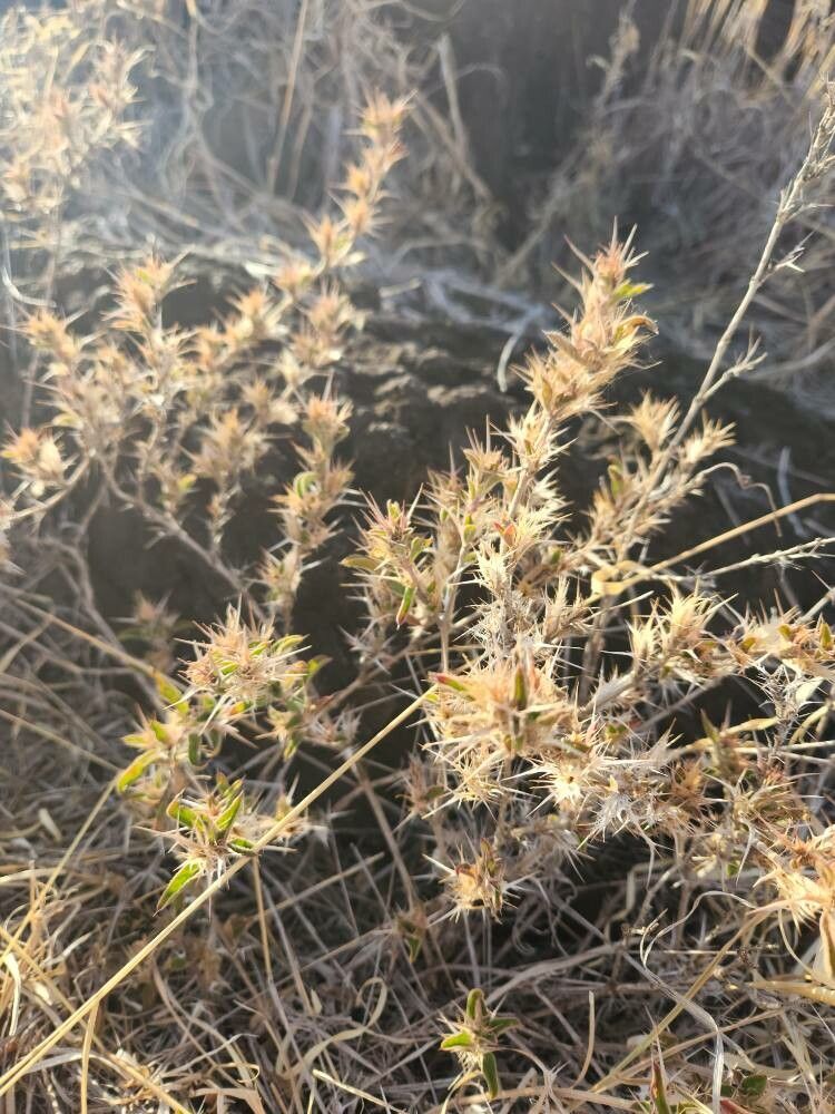 Barleria delamerei fruit
