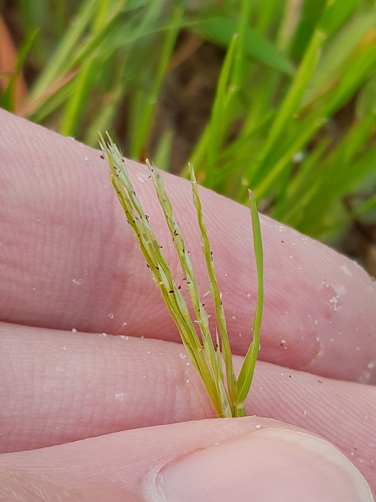 Paspalum stagnophilum flower