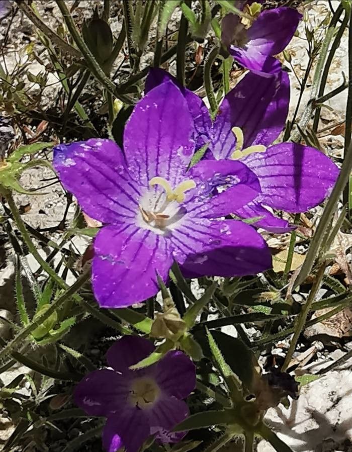 Campanula ramosissima flower