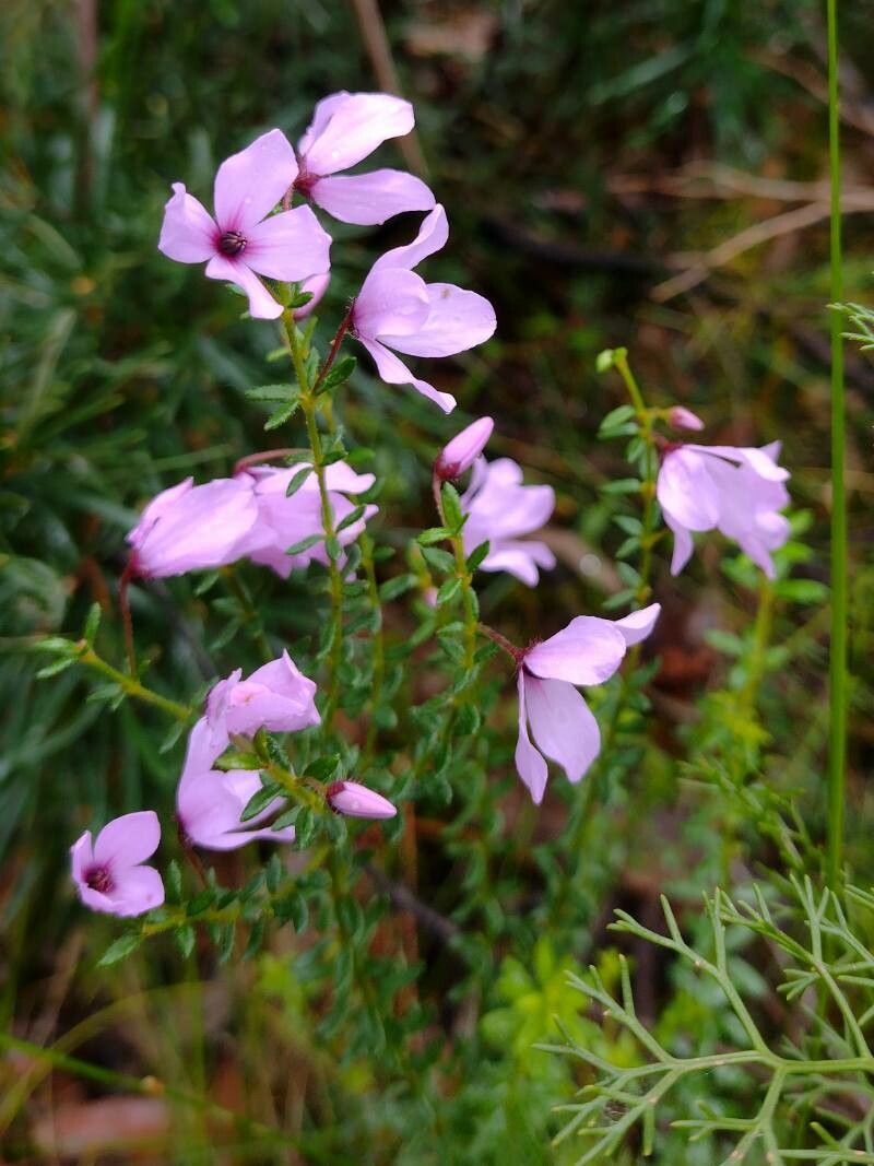 Tetratheca thymifolia habit