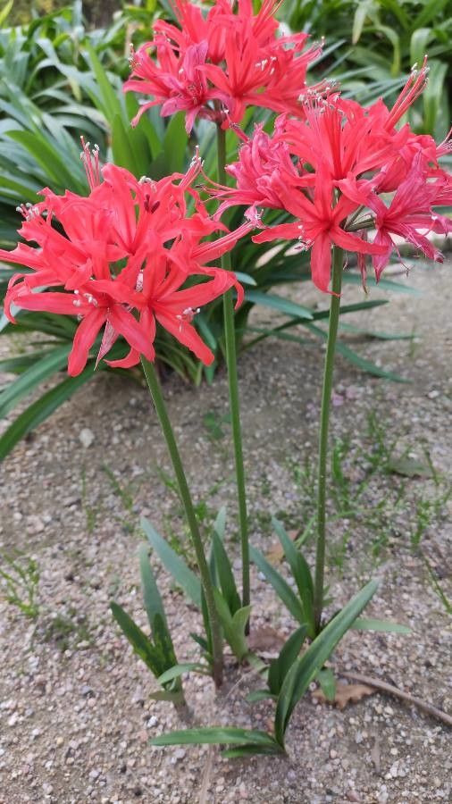Nerine sarniensis habit