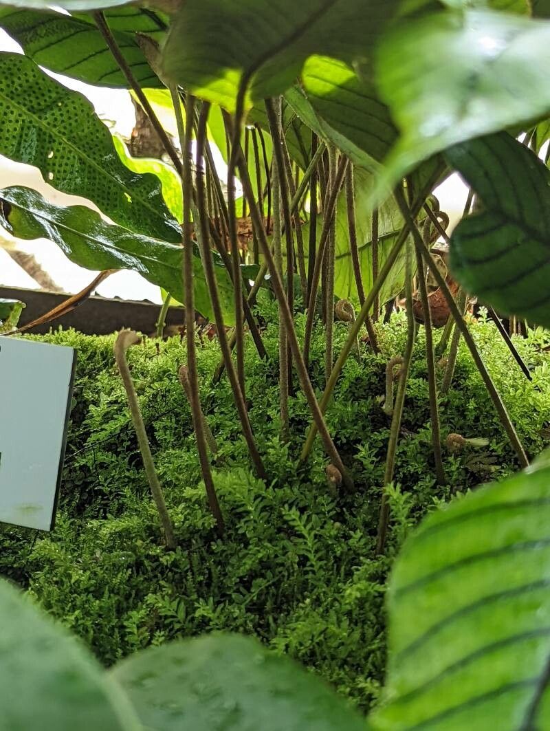 Pyrrosia christii bark