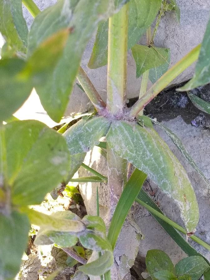 Veronica anagallis-aquatica — search result for 'Anagallis'