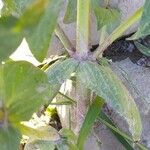 Veronica anagallis-aquatica