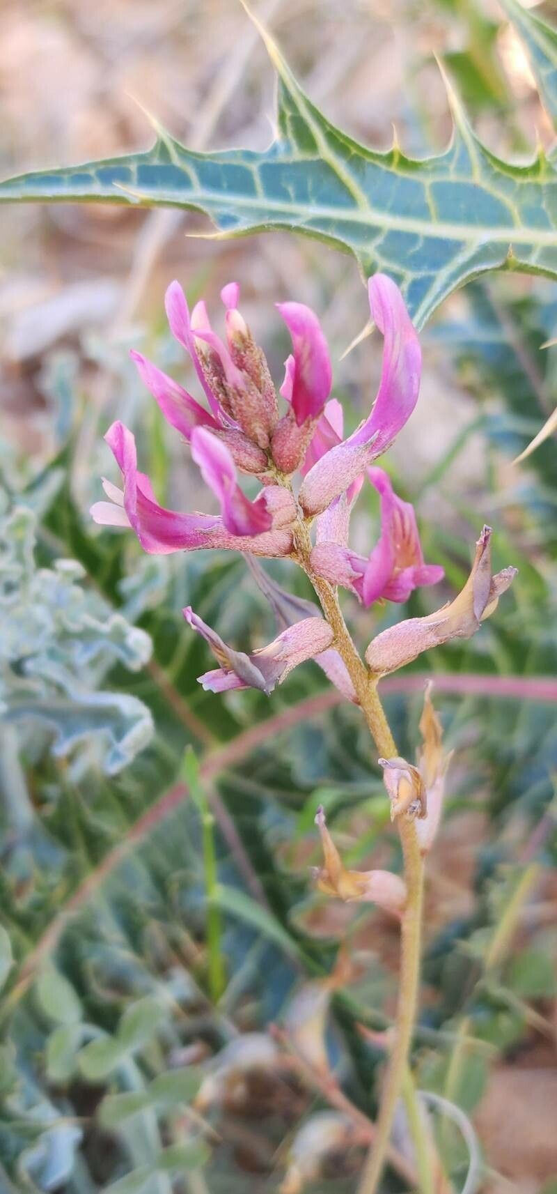 Astragalus curvirostris flower