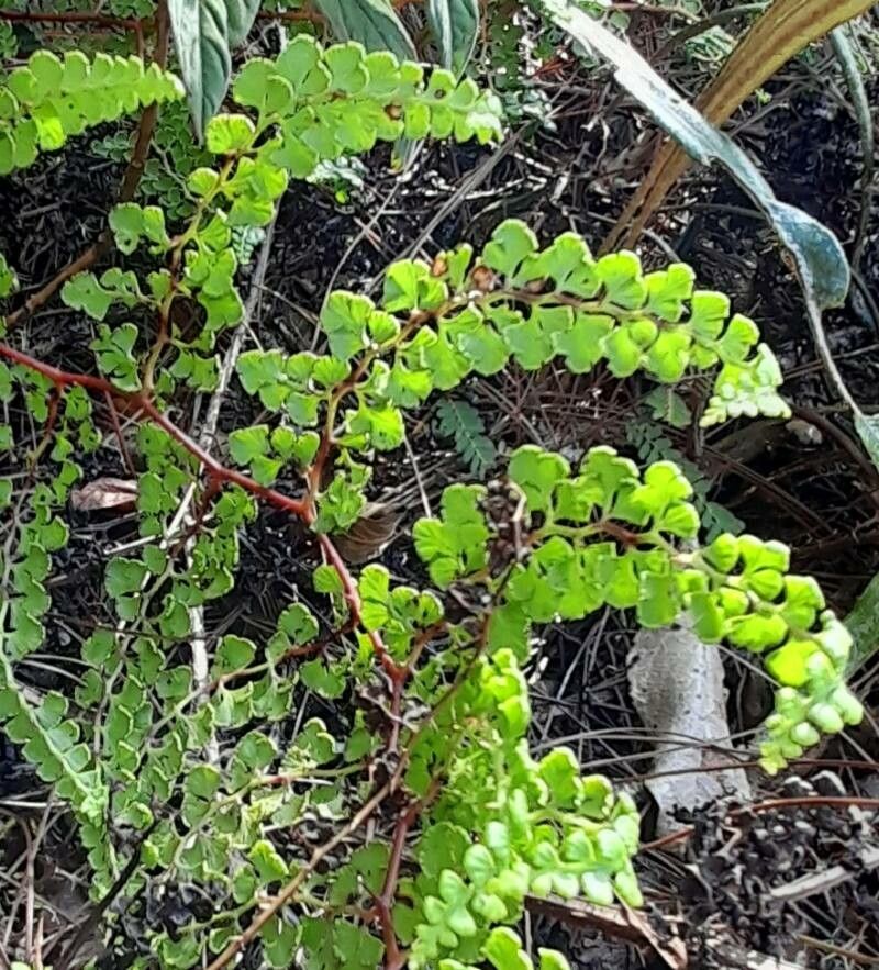 Odontosoria aculeata — related species from the same genus