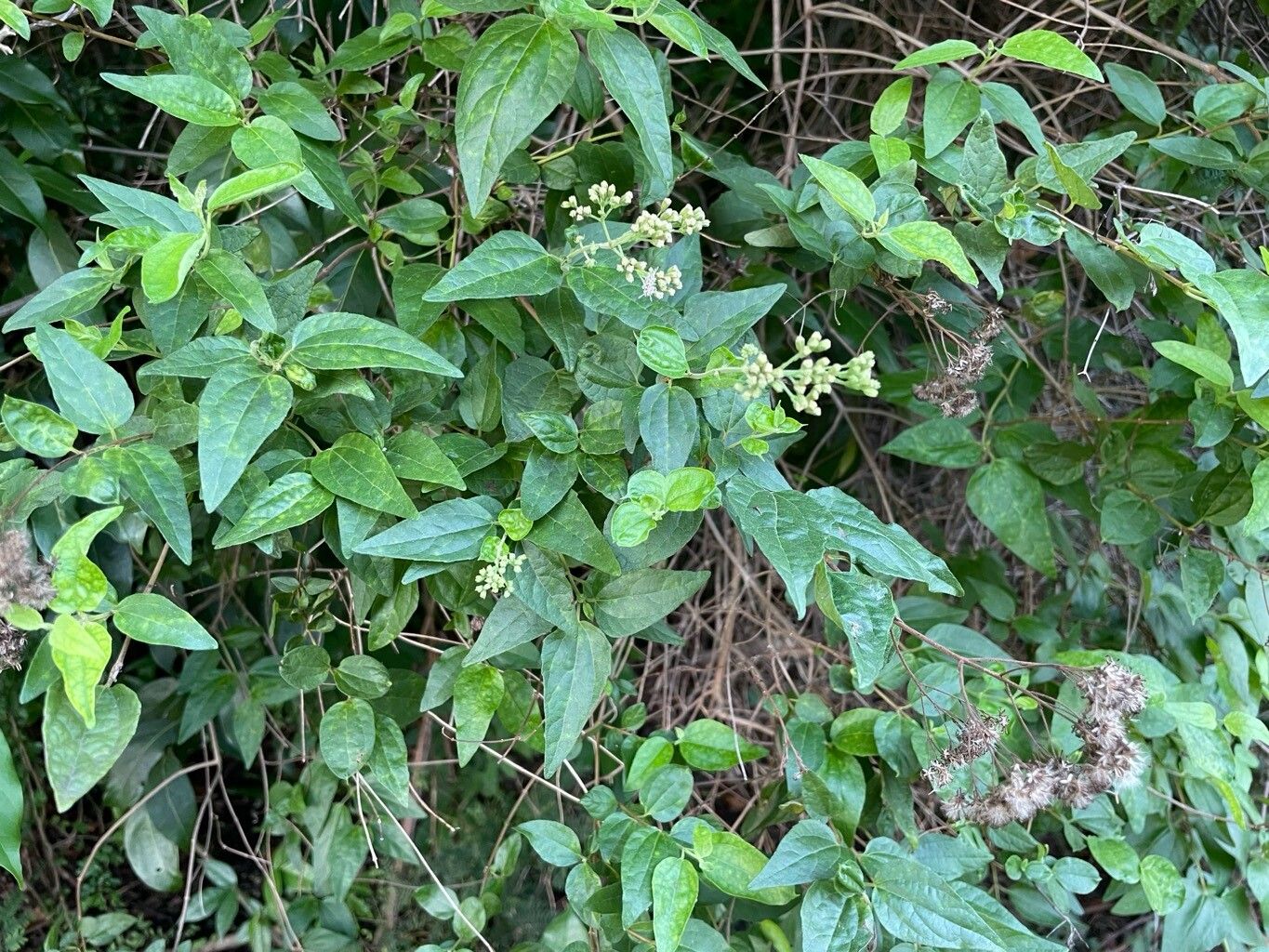 Koanophyllon villosum habit