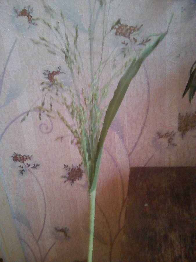 Panicum latifolium habit