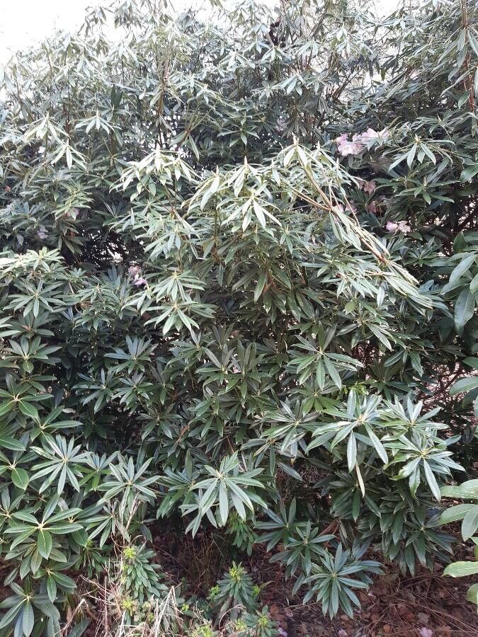 Rhododendron hunnewellianum habit