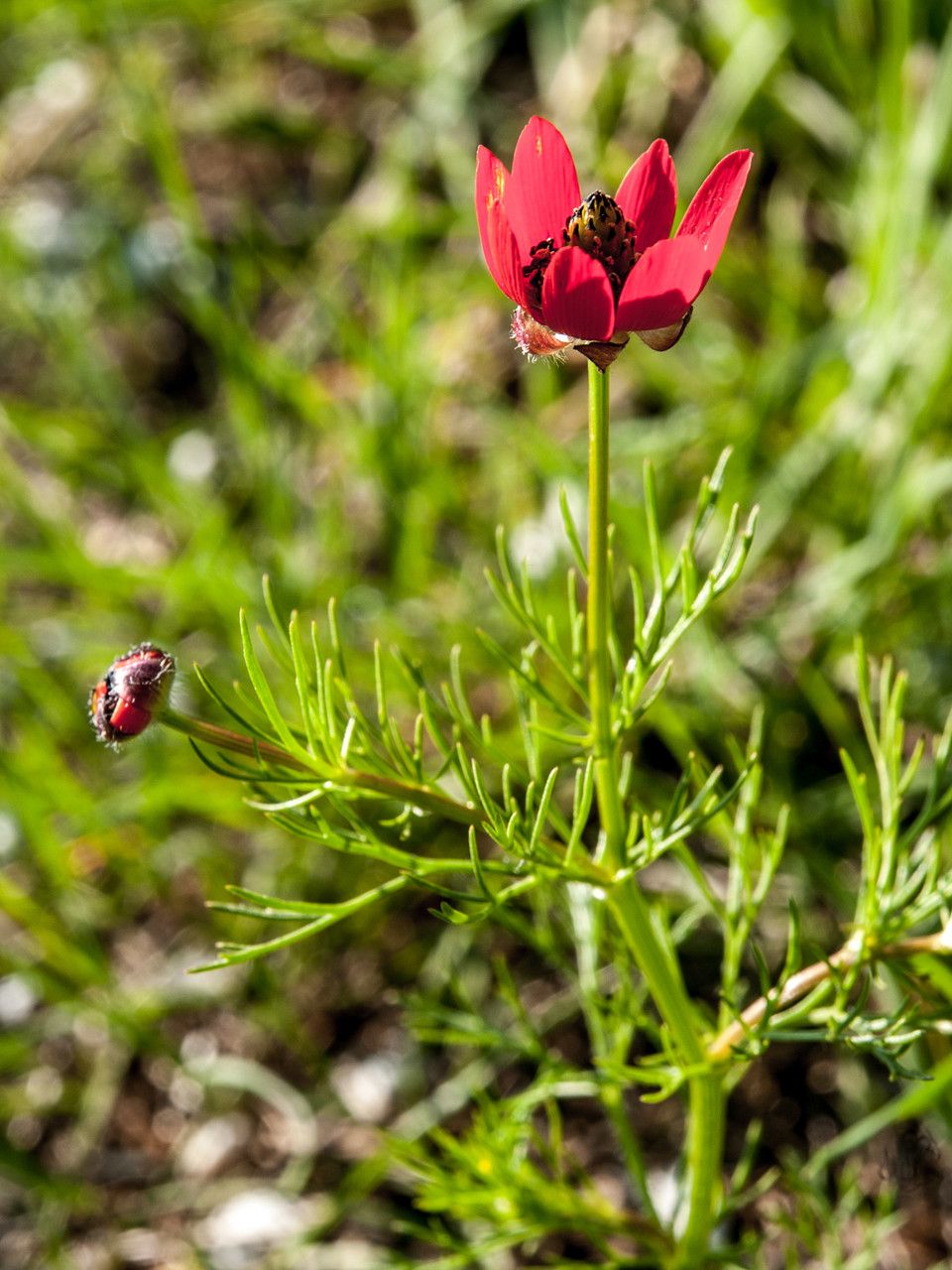 Adonis flammea leaf