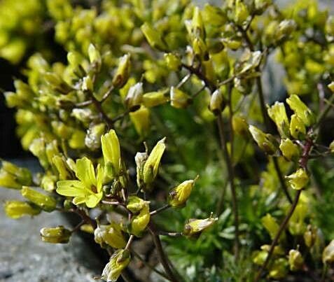 Draba corrugata habit