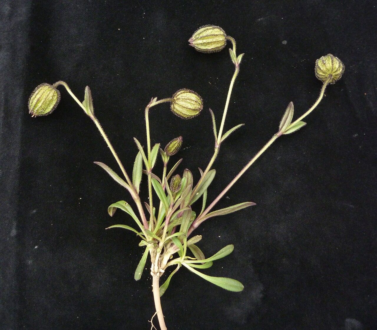 Silene himalayensis habit