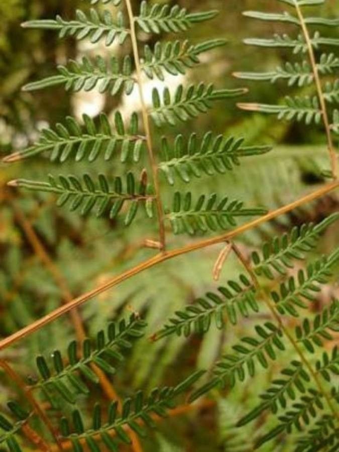 Pteridium esculentum — search result for 'Pteris'