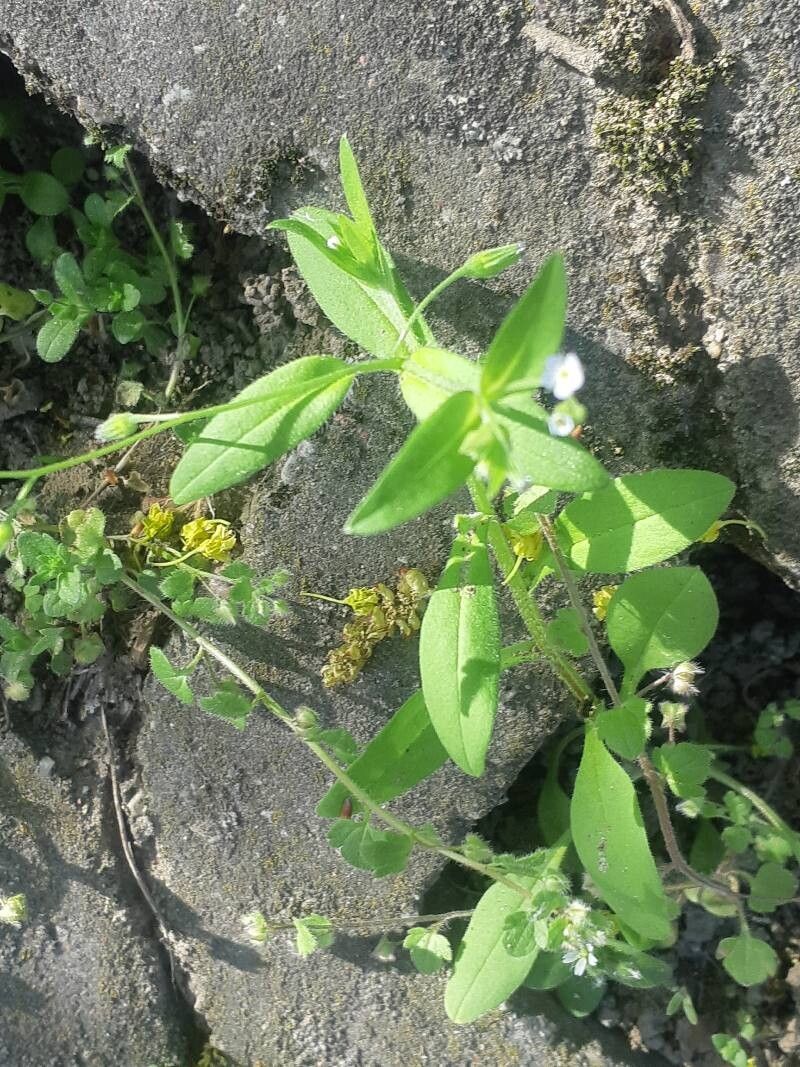 Myosotis sparsiflora — houseplant care guide