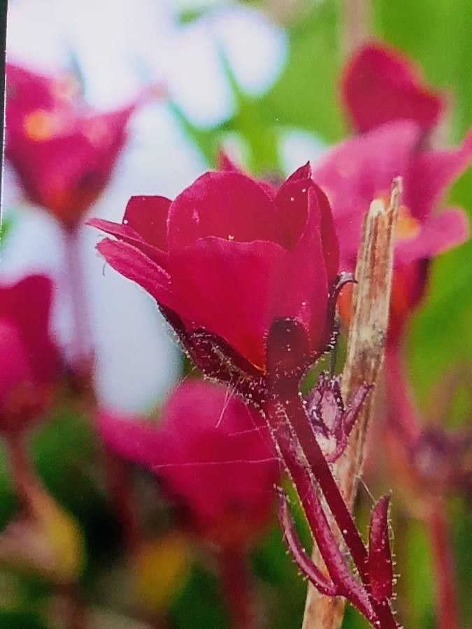 Saxifraga rosacea flower