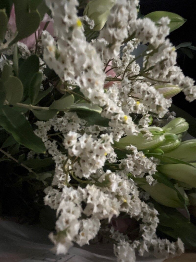 Poranopsis paniculata flower