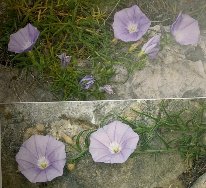 Convolvulus valentinus flower