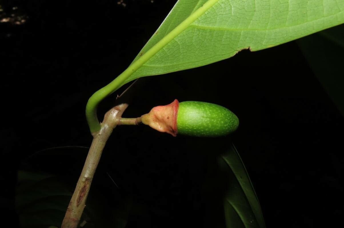 Ocotea dendrodaphne leaf