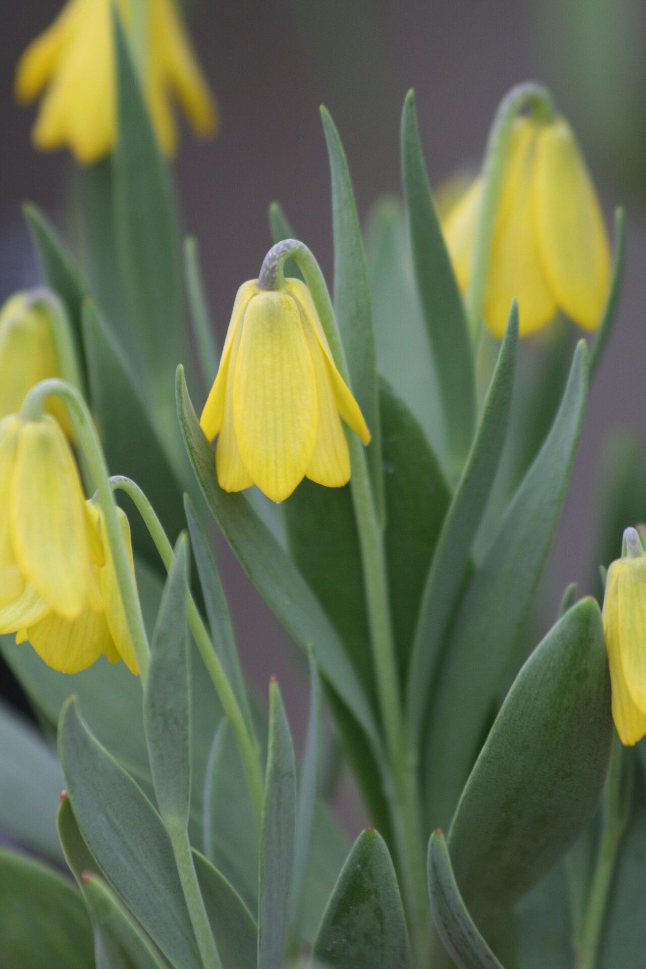 Fritillaria carica — search result for 'Fritillaria'