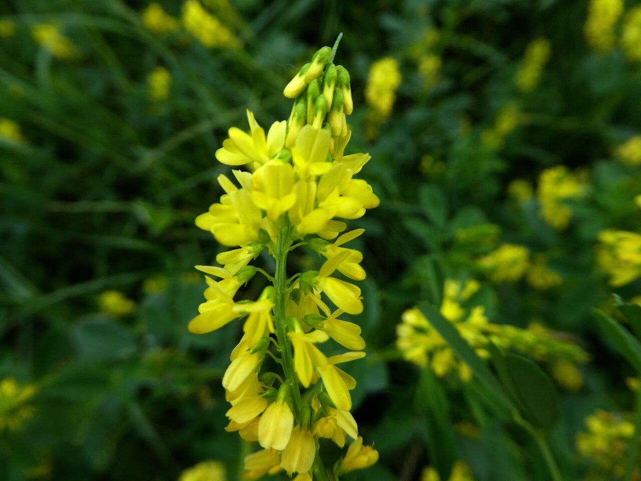 Melilotus sulcatus flower