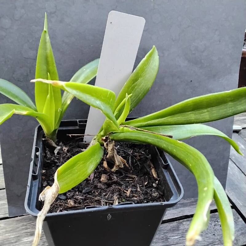 Dracaena parva habit