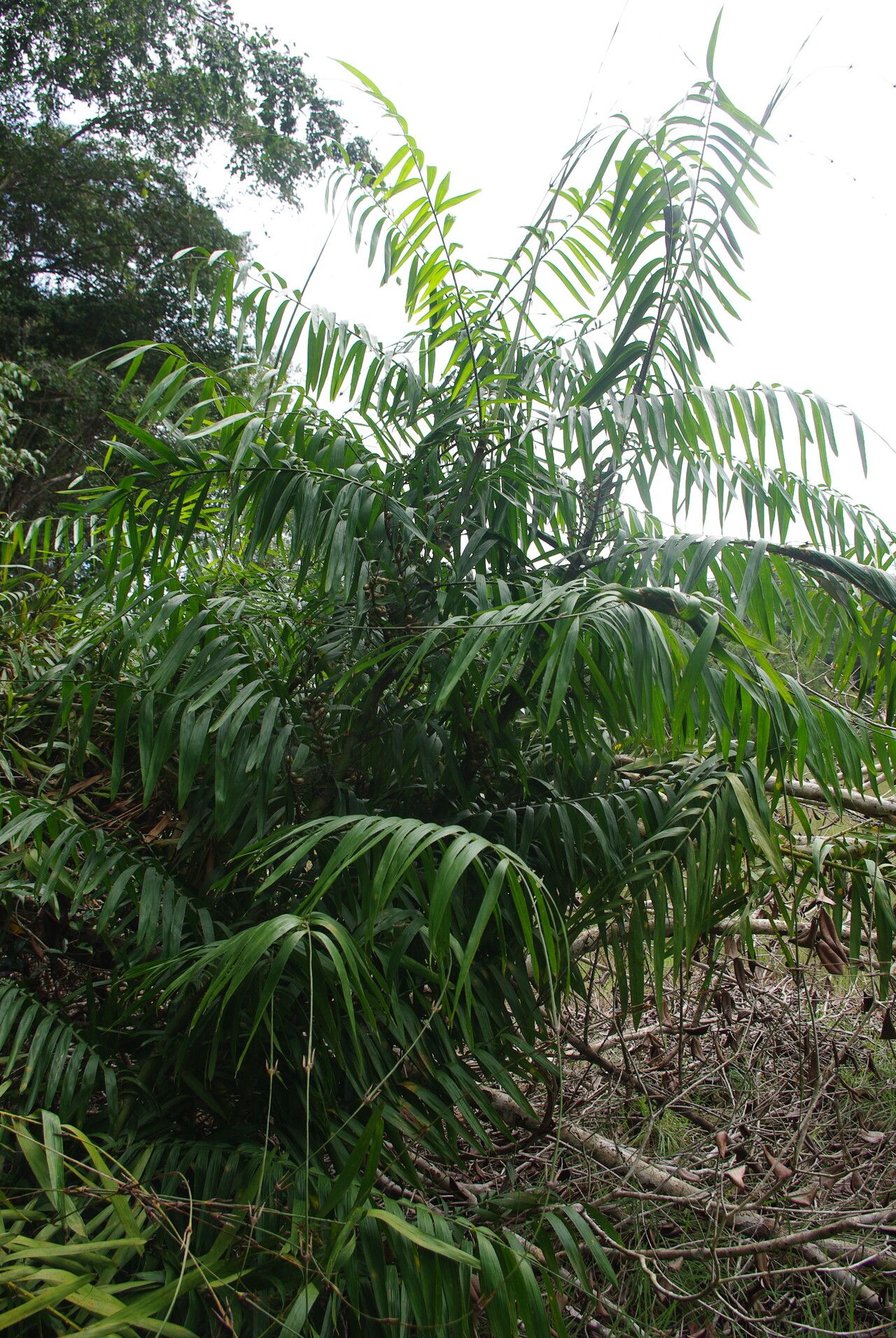 Eremospatha cuspidata habit